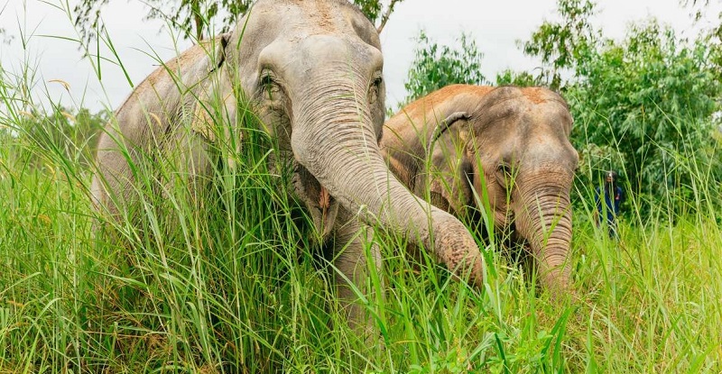 Chuyến đi trong ngày đến Khu bảo tồn voi đạo đức Pattaya