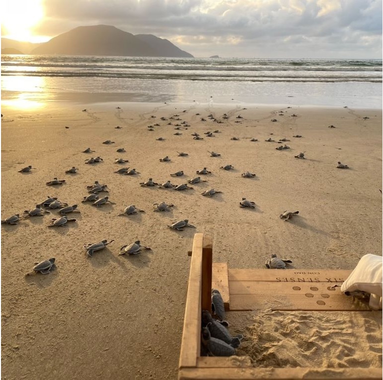 Côn Đảo được biết đến với những nỗ lực bảo tồn rùa, với những bãi biển sạch sẽ là nơi làm tổ của một số loài rùa biển.