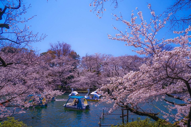 Hoa anh đào nở rộ quanh ao ở Công viên Inokashira