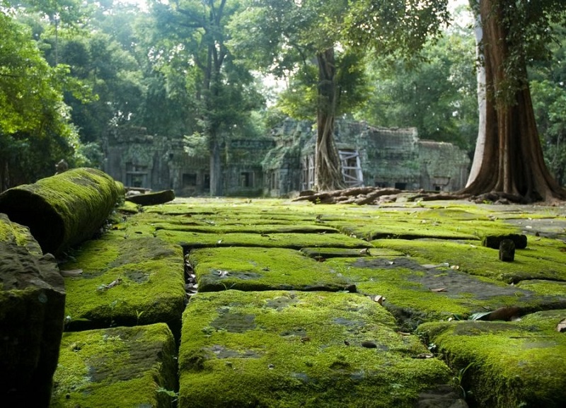 Những tảng rêu xanh trên những phiến đá ở cac khu đền