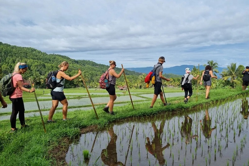 Astungkara Way mang đến trải nghiệm du lịch tương tác giảng dạy về vòng đời tự nhiên của cây lúa.