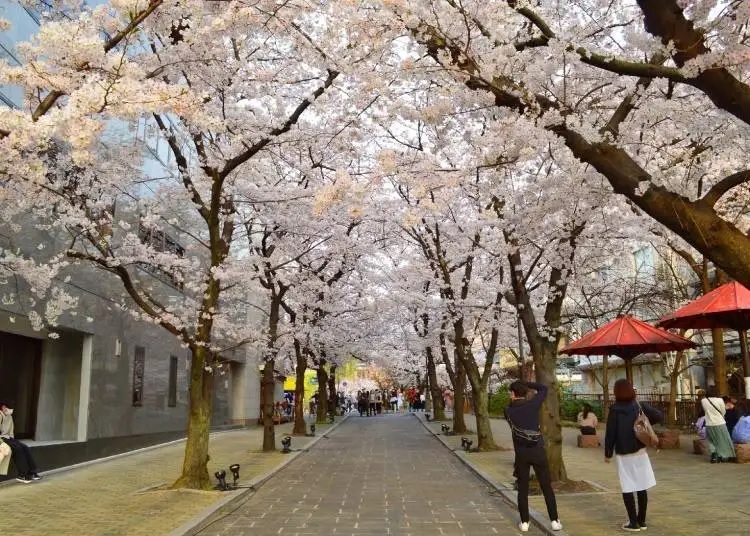 Phố Shirakawa ở Gion, Kyoto, tuyệt đẹp với hoa anh đào nở rộ.