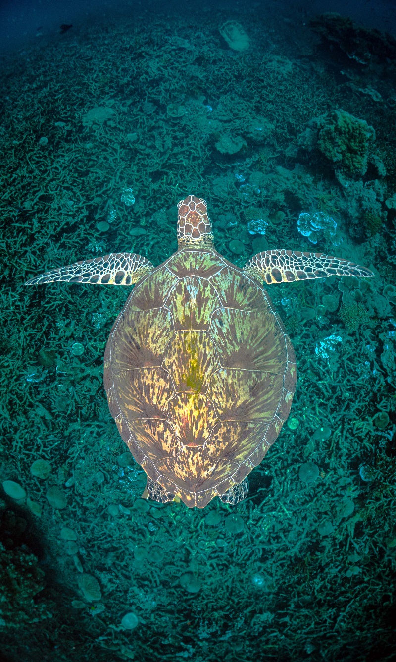 Một con rùa đồi mồi xinh đẹp được tìm thấy khi đang lặn ở quần đảo Perhentian.