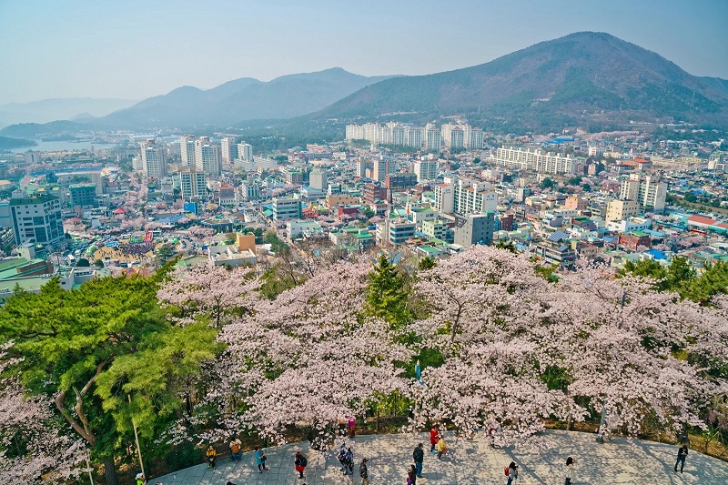 Lễ hội hoa anh đào Jinhae ở Hàn Quốc