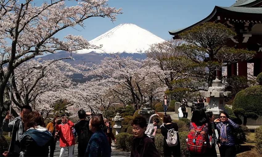 Khách du lịch ngắm núi Phú Sĩ với hoa anh đào nở rộ ở thành phố Gotemba.