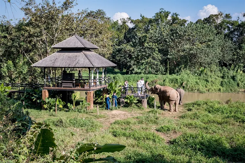 Cách tiếp cận bền vững của Tam giác vàng Anantara đối với du lịch voi là hỗ trợ quản tượng và gia đình họ cũng như những chú voi
