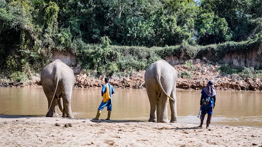 Tương lai của du lịch voi có đạo đức ở Thái Lan