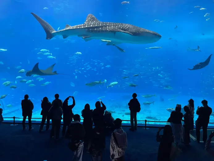 Cá mập voi Jinta sống trong bể biển Kuroshio tại Thủy cung Okinawa Churaumi ở Công viên Ocean Expo và giữ kỷ lục thế giới về loài cá mập voi sống lâu nhất trong điều kiện nuôi nhốt.