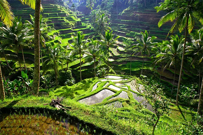 Ruộng bậc thang ở Ubud là một cảnh tượng tuyệt đẹp với sắc xanh tươi tắn.