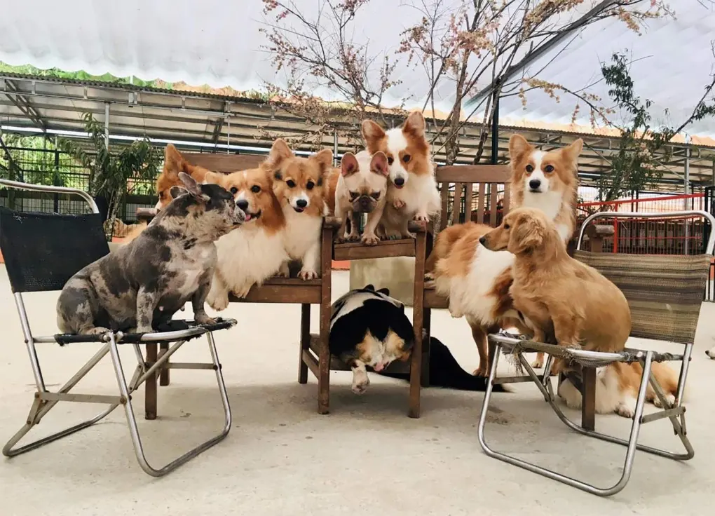 Puppy Farm tại Đà Lạt