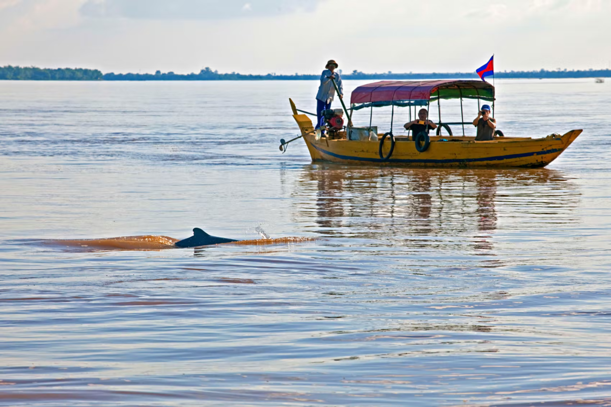 Cá heo nước ngọt tại Kratie