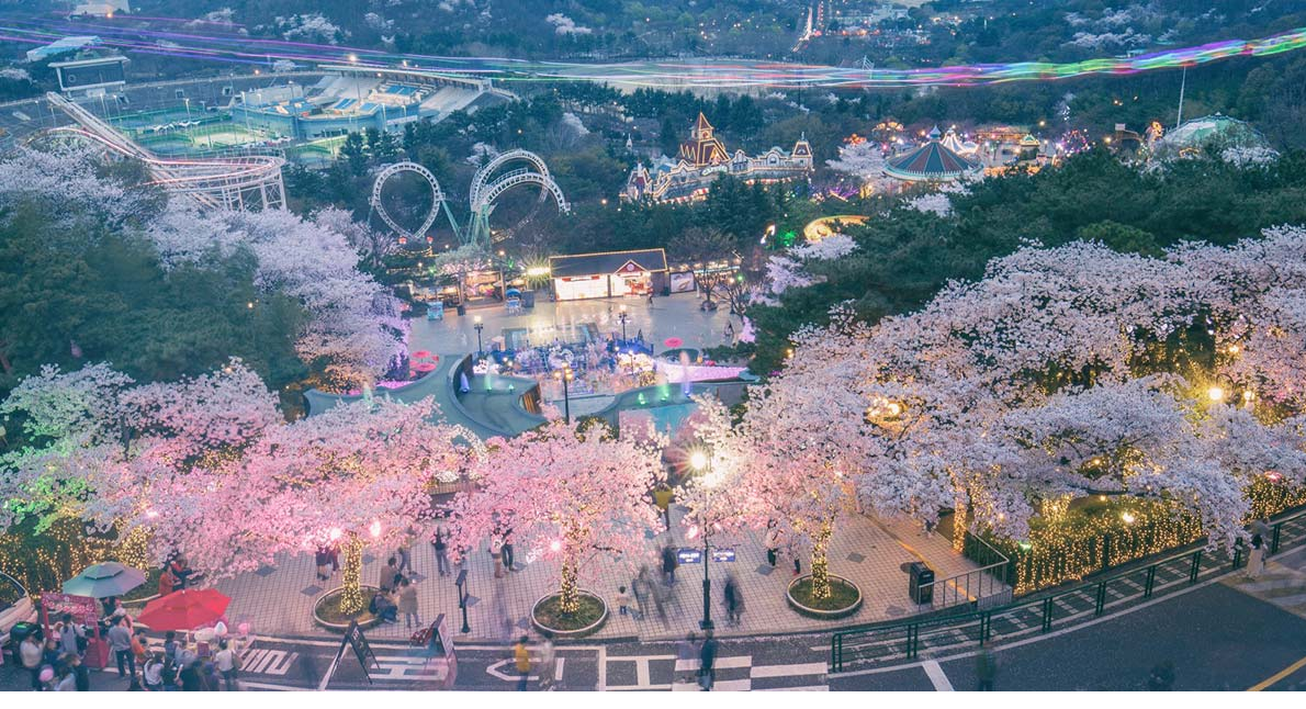 Khi tham quan công viên Daegu Duryu thì bạn sẽ được bao trùm bơi hoa anh đào và hoa anh đào