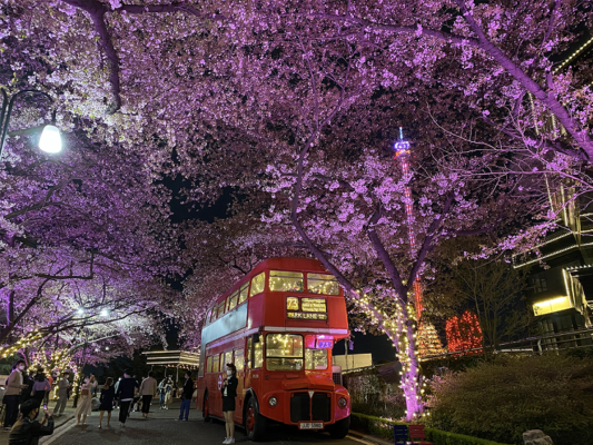 Khám phá daegu mùa hoa anh đào