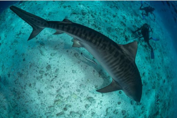 Lặn biển ở Maldives cùng cá mập