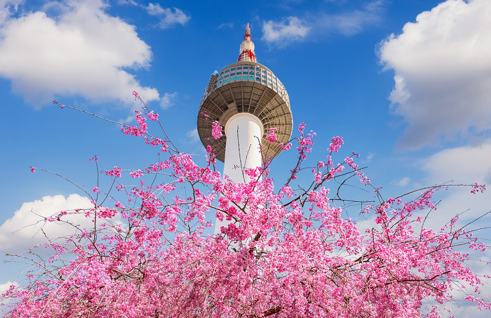 Nếu bạn khám phá Seul vào mùa hoa anh đào thì tháp N Seoul là một nơi tuyệt đẹp để nhìn ngắm