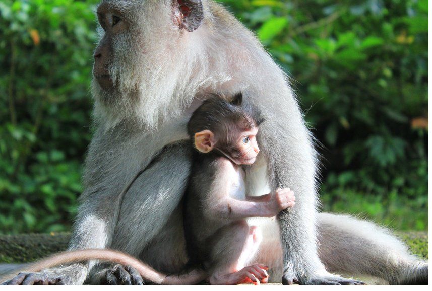 Khỉ ở Ubud