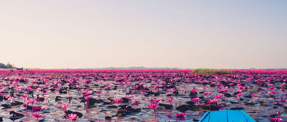 Một biển hoa sen hồng trên Talay Bua Daeng