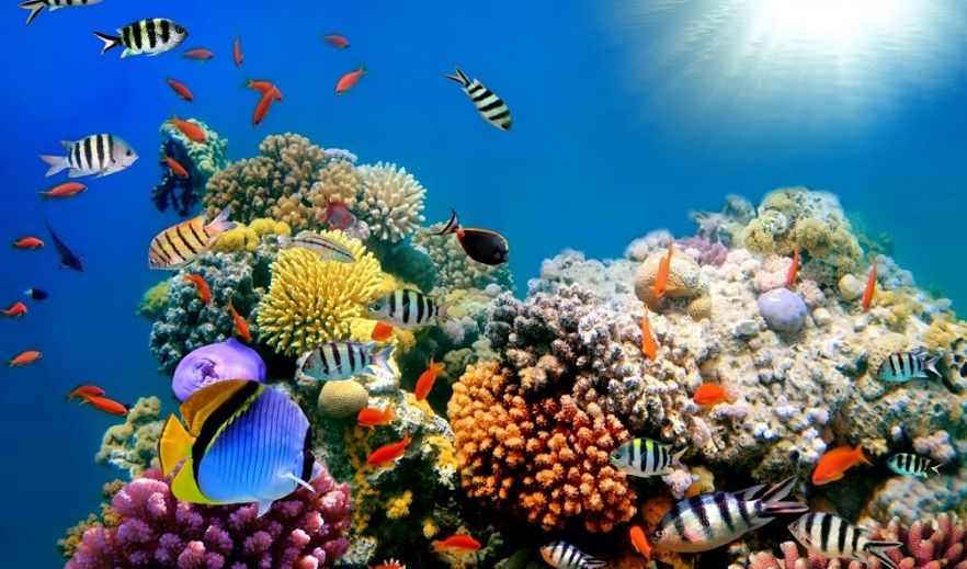 Lặn biển để nhìn ngắm những rặng san hô và bơi cùng sinh vật biển