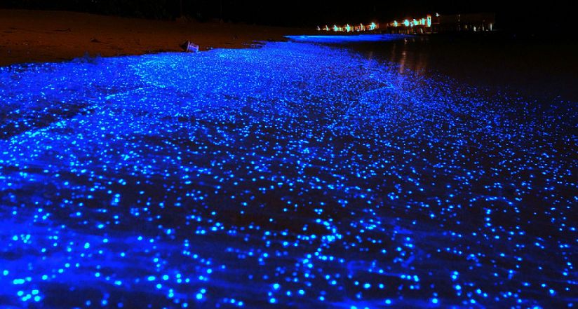 Bãi biển phát quang ở Maldives