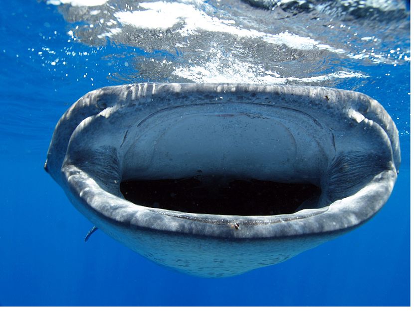 Cá mập voi ở Mexico