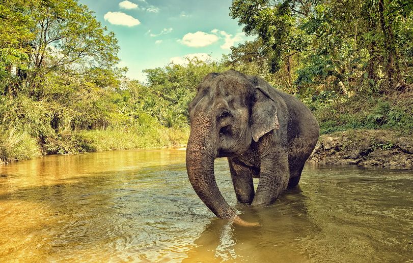 Khu bảo tồn voi Aonang là nơi có bốn con voi được giải cứu.