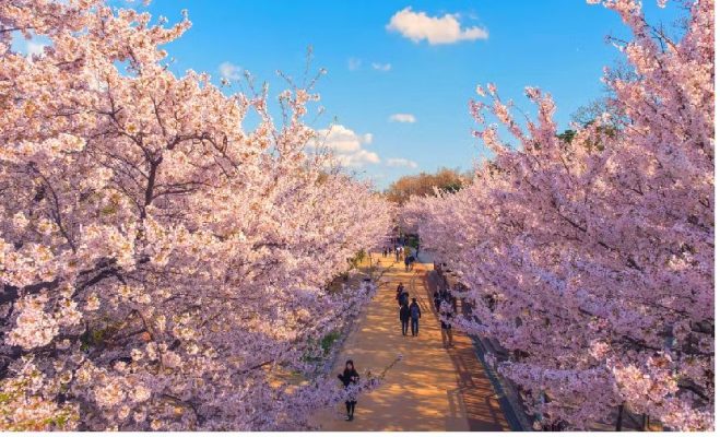 Mọi điều bạn cần biết trước khi đi du lịch Hàn Quốc