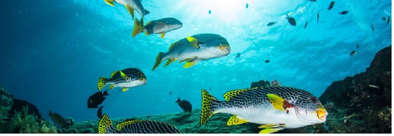 Những địa điểm tốt nhất để lặn với ống thở ở Bali: Những viên ngọc ẩn hàng đầu của chúng tôi