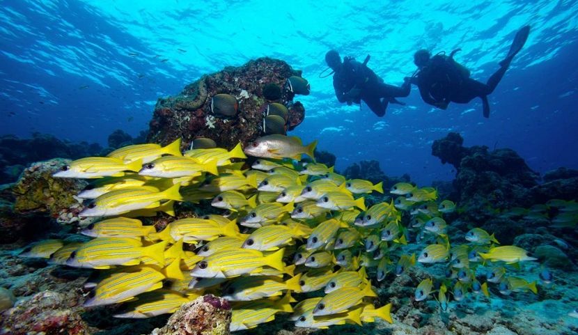 Ở Maldives, rất nhiều sinh vật biển