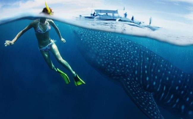 Top 16 địa điểm tốt nhất để lặn và bơi với cá mập voi
