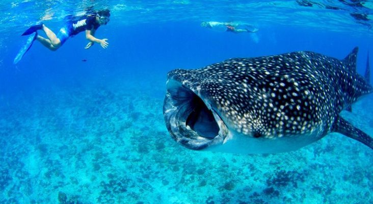 Trải nghiệm lặn với ống thở ở Vịnh Hanifaru ở Maldives