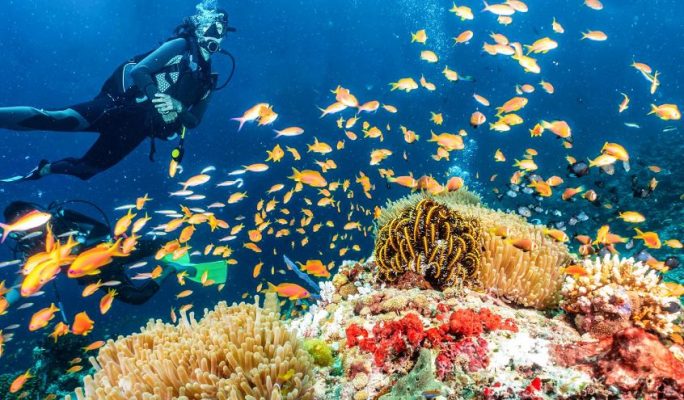 Trở thành một huấn luyện viên lặn ở Maldives thực sự như thế nào