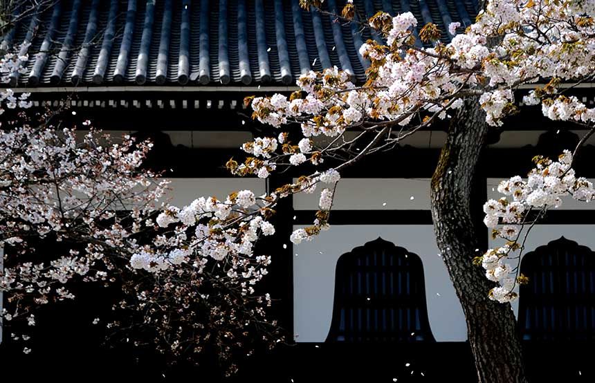 Xem hoa Anh Đào nở ở Kyoto-Nhật Bản