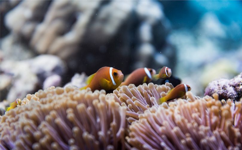 Các chương trình tuyên truyền bảo vệ san hô và sinh vật biển