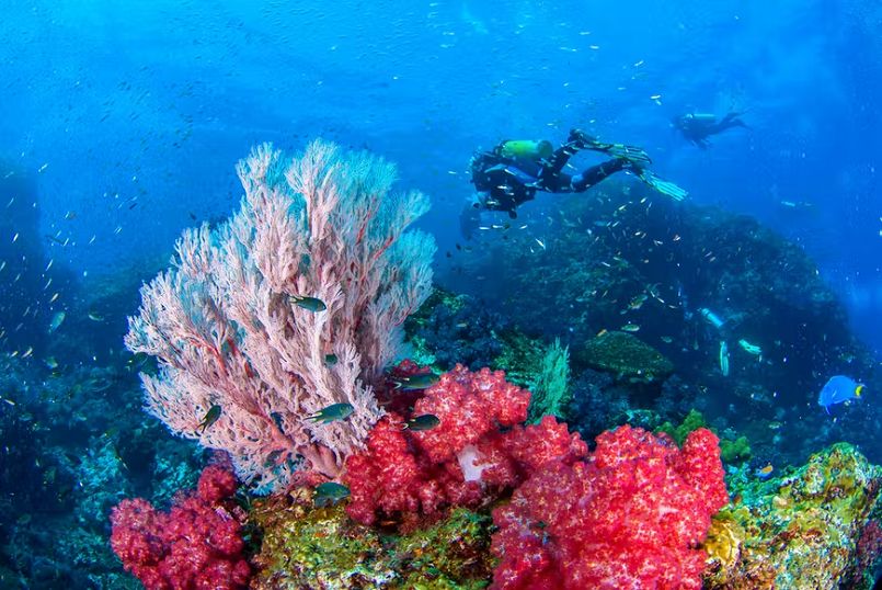 Các thợ lặn ở Quần đảo Similan báo cáo tầm nhìn tốt nhất là từ tháng 2 đến tháng 4