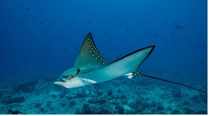 Maldives Một xứ sở thần tiên của loài cá đuối và hơn thế nữa