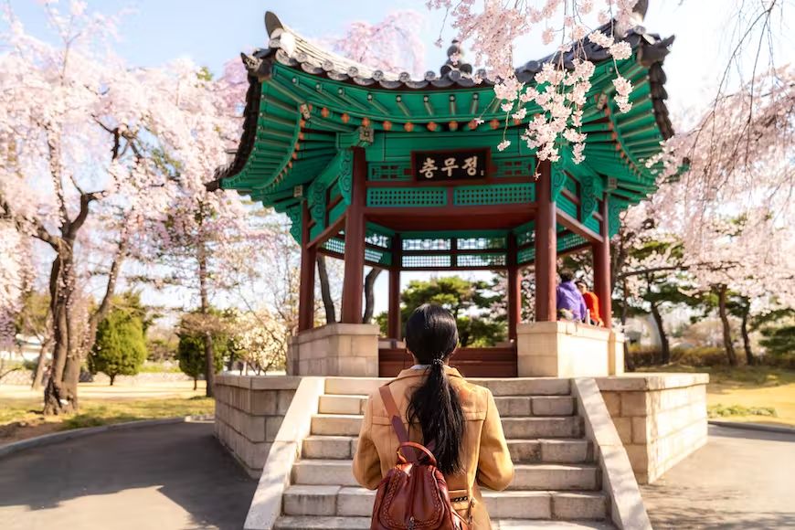 Mùa xuân mang sắc hoa anh đào nở khắp các thành phố trên khắp Hàn Quốc