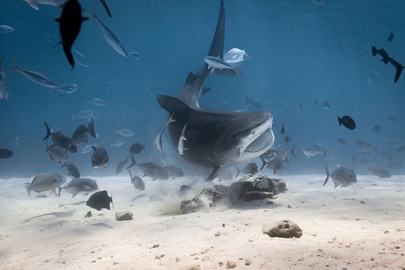 Những con cá mập hổ đực non nhanh chóng ngoạm lấy bất kỳ mẩu cá ngừ nào mà chúng tìm được. Hình ảnh: Matthew Ruane