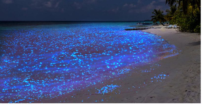 Quần đảo Vaadhoo với những sinh vật phát sáng vào ban đêm ở bãi biển
