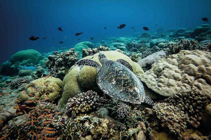 Rùa xanh trên rạn san hô, nơi đa dạng sinh học nhất ở Maldives