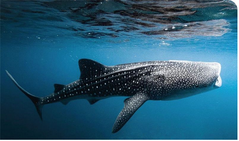 Gặp gỡ FERNANDO, KOKKO, MAAMUI & KUDA KUDEY - Một số loài cá mập voi được yêu thích ở Maldives