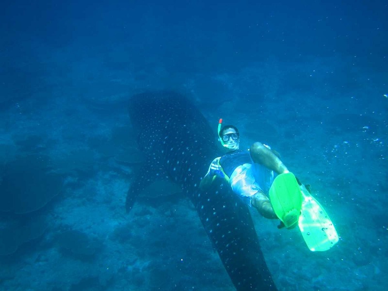 Lặn cùng cá mập voi ở Maldives là một trong những điều ao ước của khách đi Tour Maldives