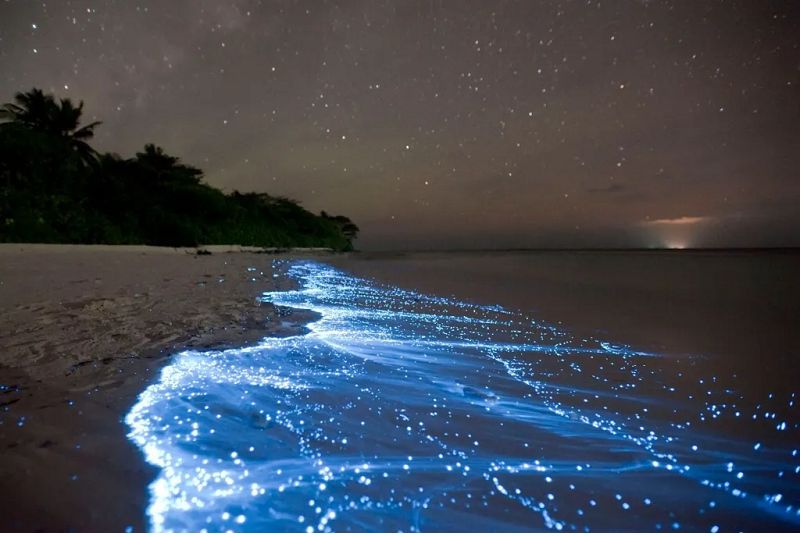 Maldives Bãi biển phát quang sinh học phát sáng trong bóng tối