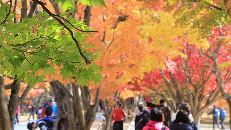 Mùa thu ở Gyeongju