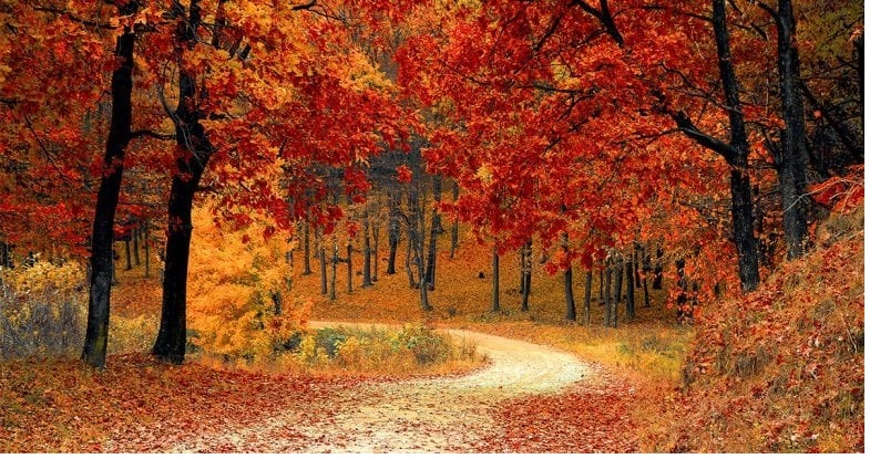 Những con đường ngập lá mùa thu / mùa thu đẹp nhất ở Busan 2022