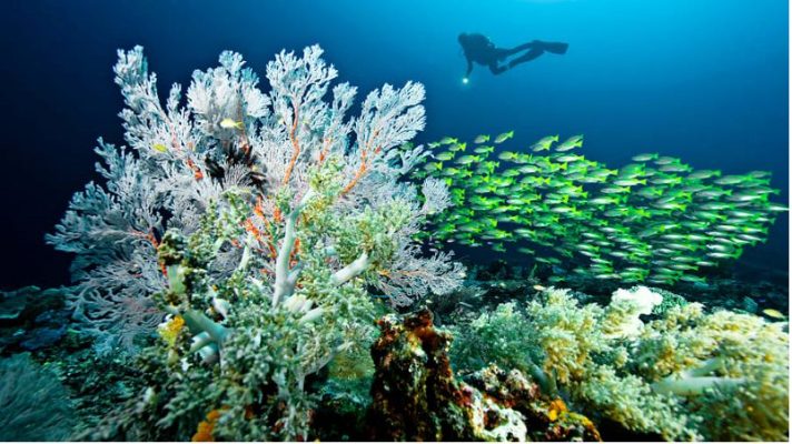 Raja Ampat của Indonesia: 'Thiên đường cuối cùng trên Trái đất'