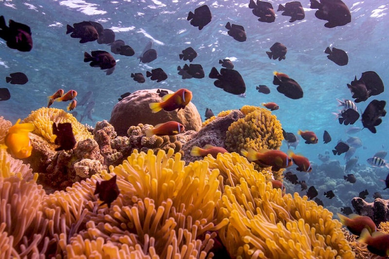 Rạn san hô ở Anantara Kihavah Maldives