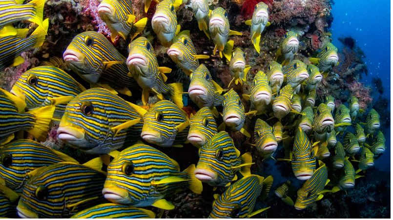 Thế giới dưới nước của Raja Ampat: "Tôi thường vẫn ngạc nhiên khi nhìn xung quanh trong khi lặn. Tôi tự hỏi liệu mình có đang mơ hết không", Ammer nói. Raja Ampat là nơi sinh sống của hơn 1.600 loài cá và khoảng 75% số loài san hô được biết đến trên thế giới.