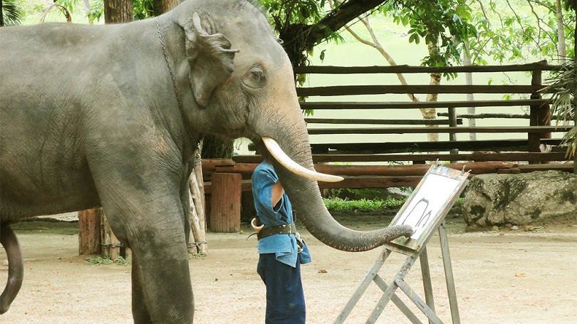 Con voi đang vẽ tranh