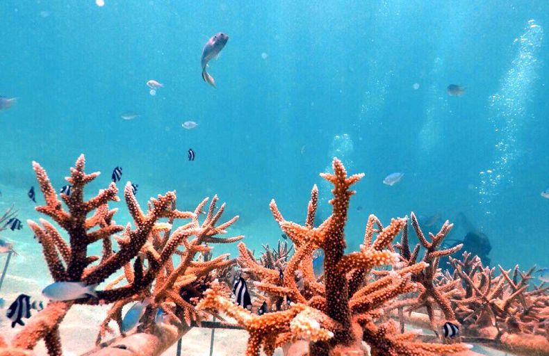 Dự án Cải tạo San hô Làm sống lại Rạn san hô ở Maldives