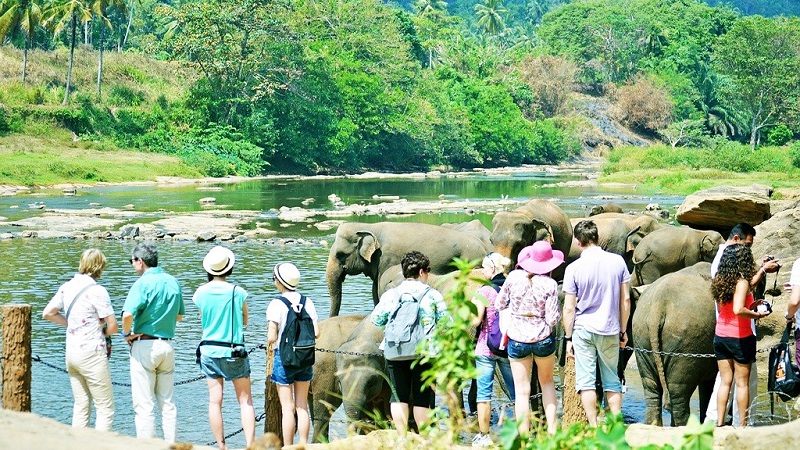 Du khách ngắm nhìn voi trong khu bảo tồn